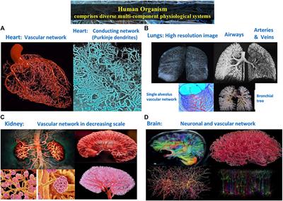 The New Field of Network Physiology: Building the Human Physiolome